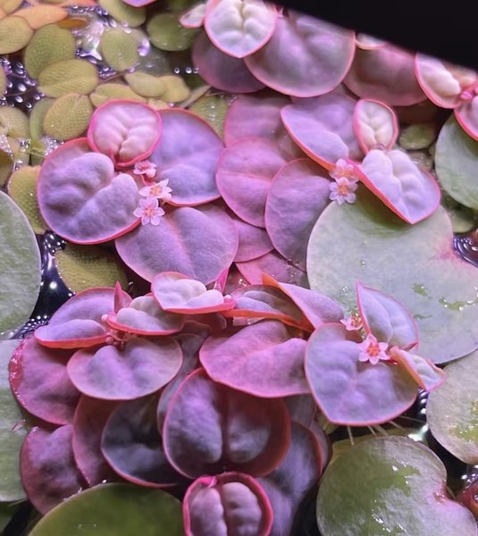 Red Root floaters