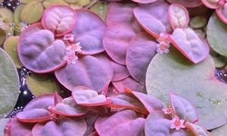 Red Root floaters