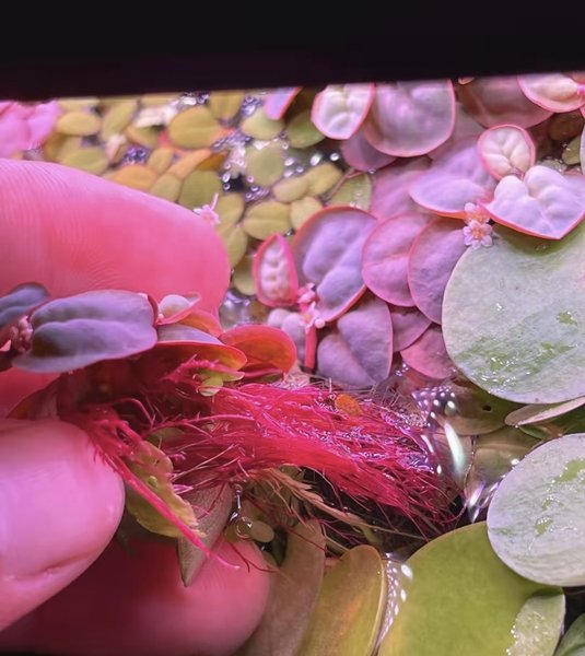 Red Root floaters