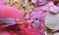 Photo 2 of Red Root floaters