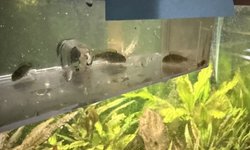 Photo 4 of Pelvicachromis taeniatus