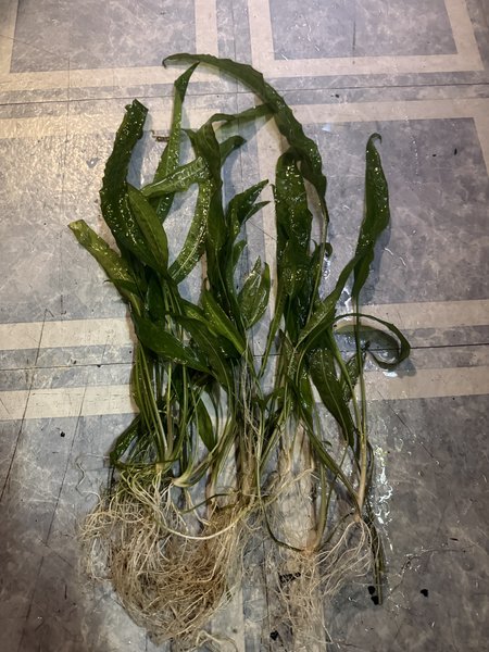 Cryptocoryne usteriana