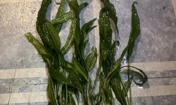 Photo 3 of Cryptocoryne usteriana