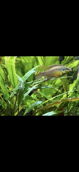 Adult male