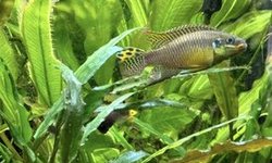 Photo 3 of Pelvicachromis taeniatus