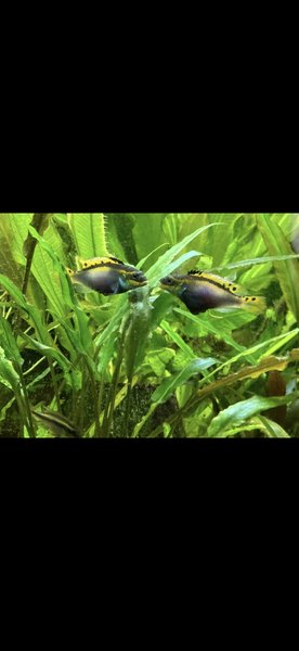Adult females sparring