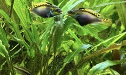 Pelvicachromis taeniatus