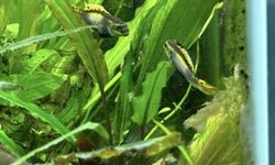 Photo 2 of Pelvicachromis taeniatus