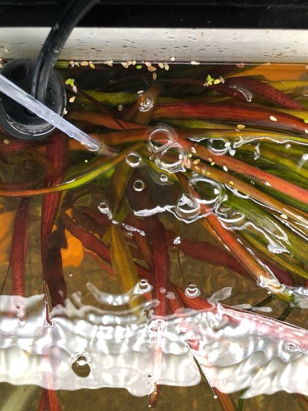 Red leopard vallisneria