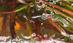 Red leopard vallisneria