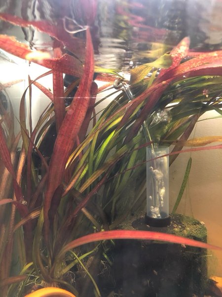 Red leopard vallisneria