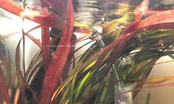 Red leopard vallisneria