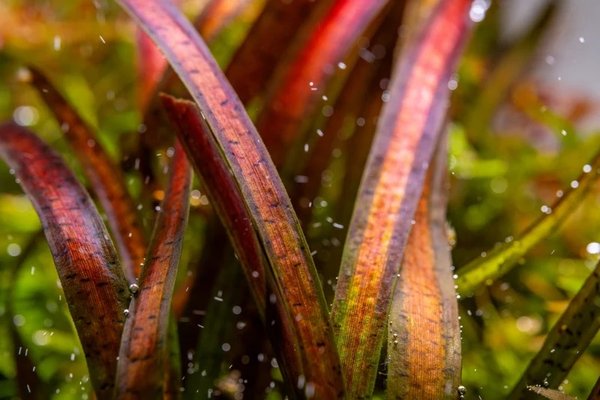 Red leopard vallisneria