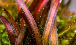 Photo 2 of Red leopard vallisneria