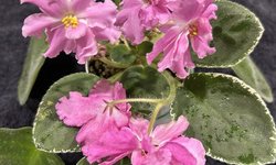 African Violet - standard/large size