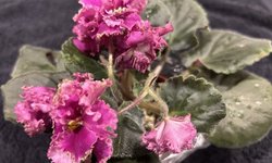 African Violet -standard/large size