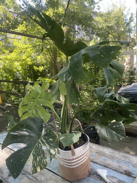 Monstera Thai constellation   #1