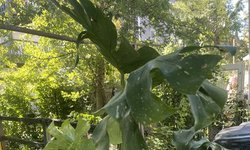 Monstera Thai constellation   #1