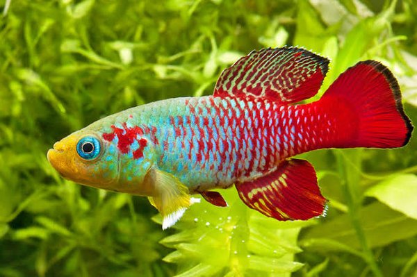 Guentheri killifish