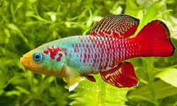 Photo 2 of Guentheri killifish