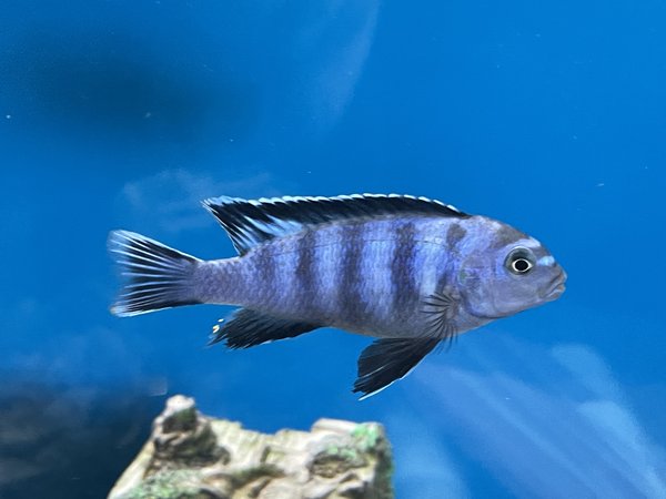 Chindongo saulosi