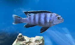 Chindongo saulosi