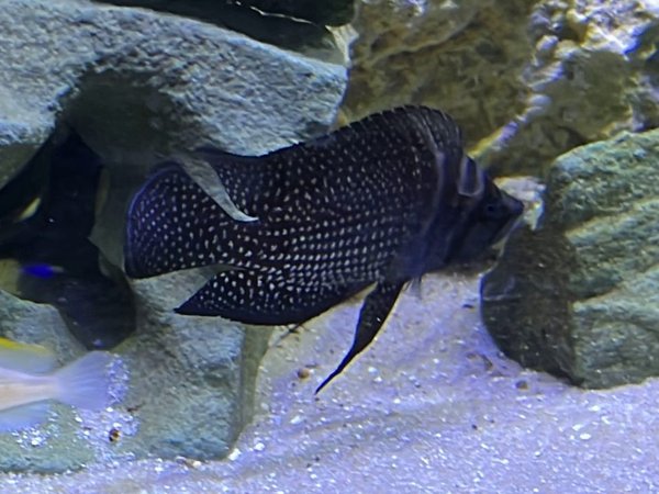 Altolamp. calvus 'Black' Wild Caught