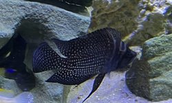 Altolamp. calvus 'Black' Wild Caught