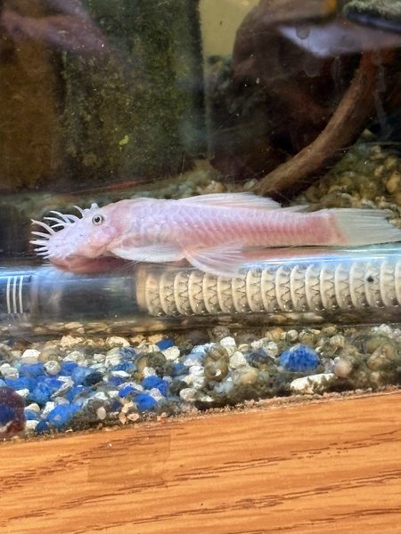 Snow White Pleco pair