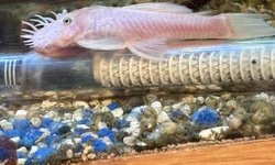 Snow White Pleco pair