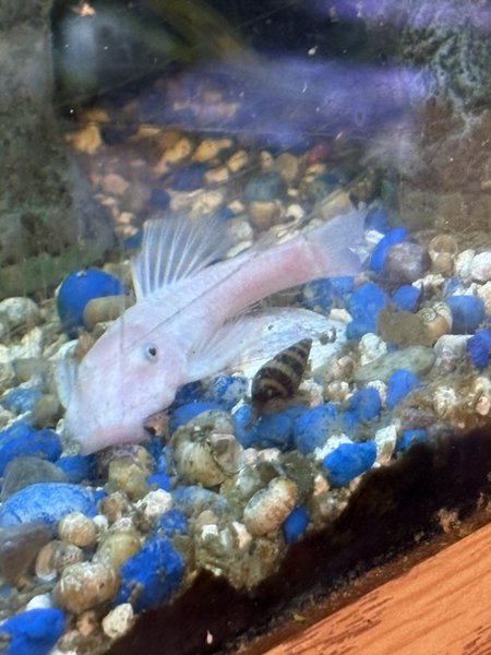 Female Snow White pleco