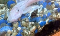 Female Snow White pleco