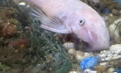 Photo 2 of Snow White Pleco pair