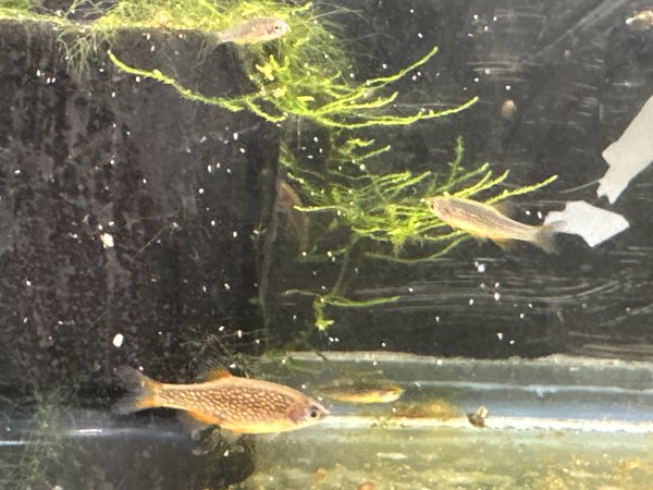 Celestial Pearl Danio