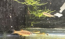 Celestial Pearl Danio