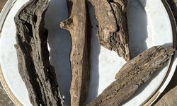 Driftwood