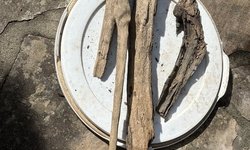 Driftwood