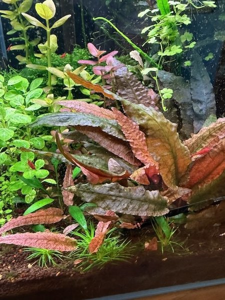Flamingo Crypts
