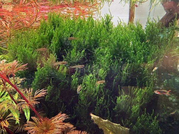 Flame Moss