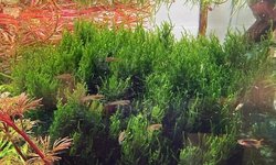 Flame Moss