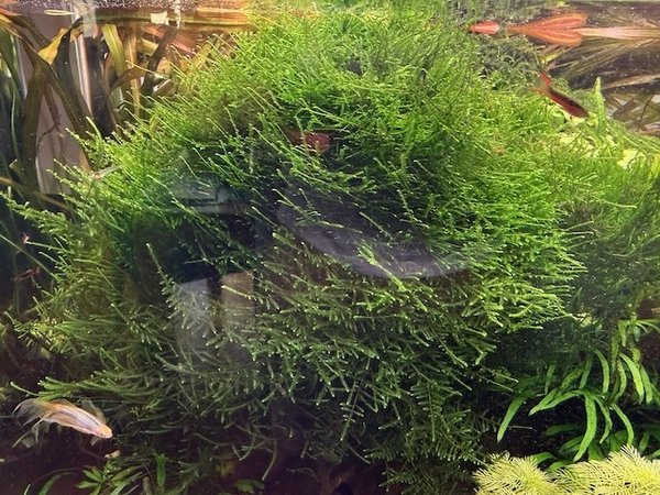 Weeping Moss