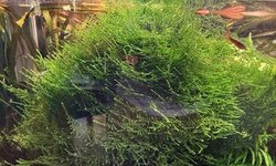Weeping Moss
