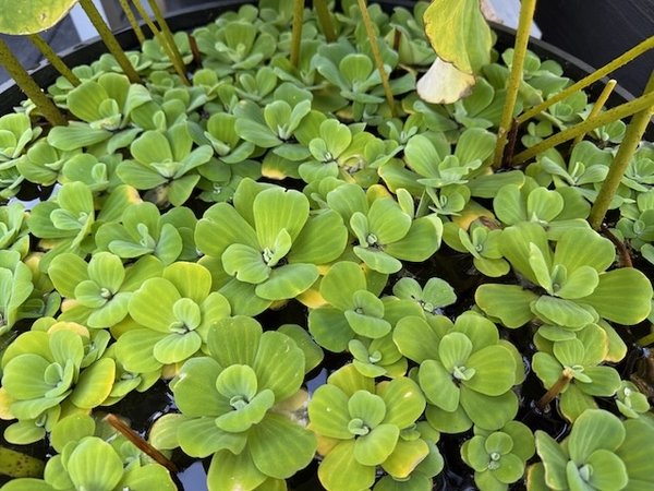 Water lettuce