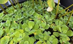 Water lettuce