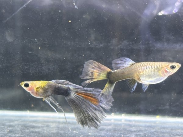 HB Blue  Ribbon FinC  Glassbelly Guppy