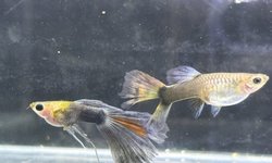 HB Blue  Ribbon FinC  Glassbelly Guppy