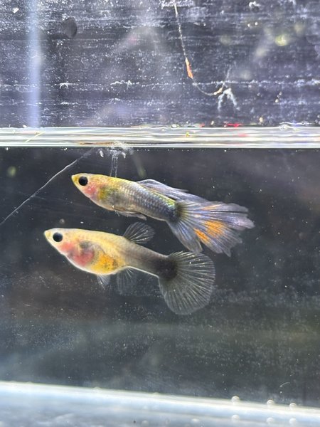 Pair Half Black Blue Glassbelly guppies
