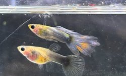 Pair Half Black Blue Glassbelly guppies