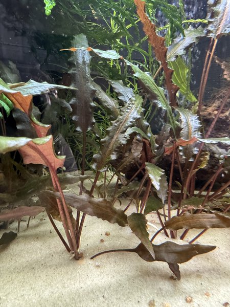 Cryptocoryne wendtii "Red"
