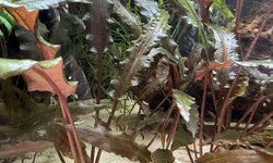 Cryptocoryne wendtii "Red"